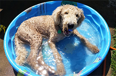 McCoy Goldendoodles