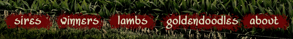 McCoy Show Lambs