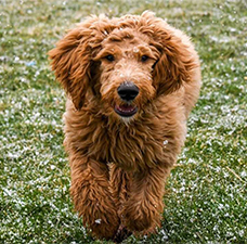McCoy Goldendoodles