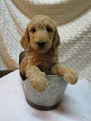 McCoy Puppies